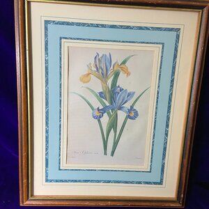 Vintage Botanical Iris Framed Matted Print P. J. Redoute